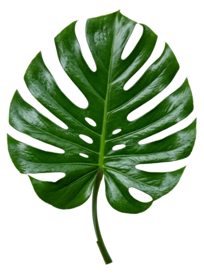 Monstera Deliciosa Leaf