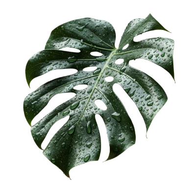 Monstera Leaf With Dew