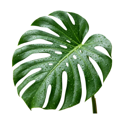 Monstera Leaf With Dew