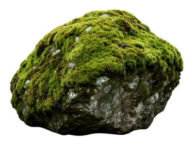 Moss Covered Rock