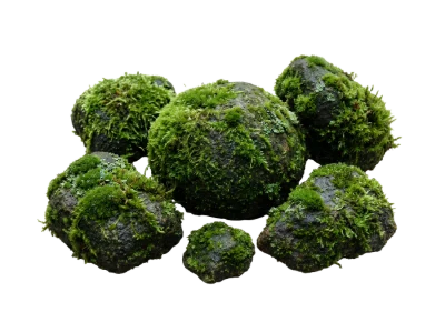 Moss Covered Stones
