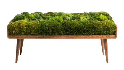 Moss Covered Wooden Bench
