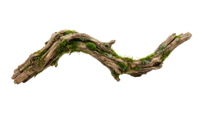 Mossy Driftwood Branch