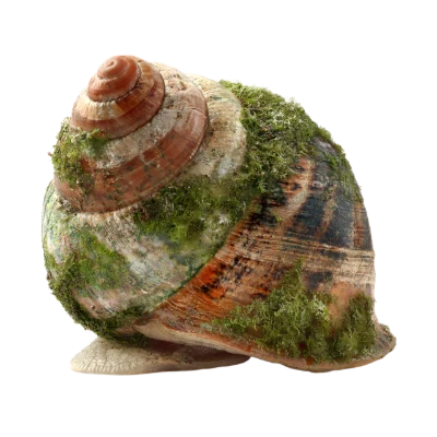 Mossy Garden Snail Shell