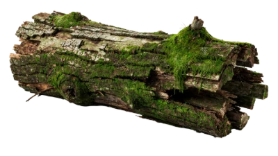 Mossy Tree Log