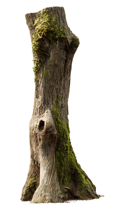 Mossy Tree Stump