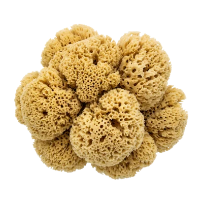 Natural Sea Sponge