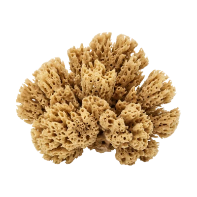 Natural Sea Sponge