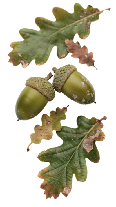 Oak Acorns And Leaves