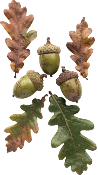 Oak Acorns And Leaves