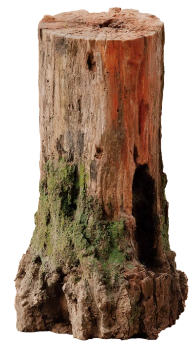 Old Tree Stump