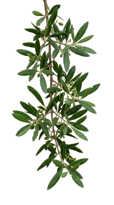 Olive Tree Branch