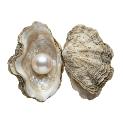 Open Oyster With Pearl