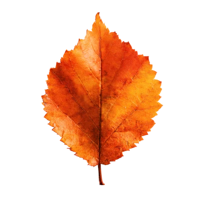 Orange Autumn Leaf