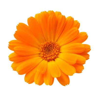 Orange Calendula Flower