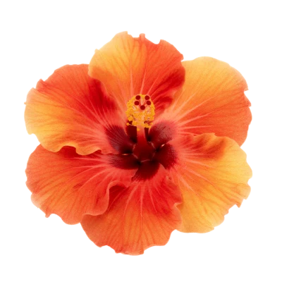 Orange Hibiscus Flower