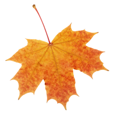Orange Maple Leaf