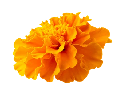 Orange Marigold Flower
