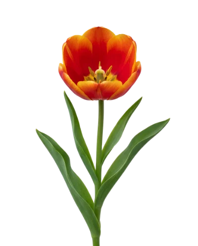 Orange Red Tulip Flower