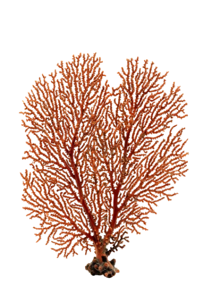 Orange Sea Fan Coral