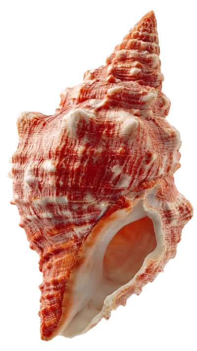 Orange Sea Shell