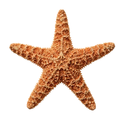 Orange Sea Star