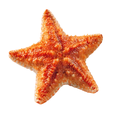 Orange Sea Star