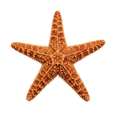 Orange Sea Star