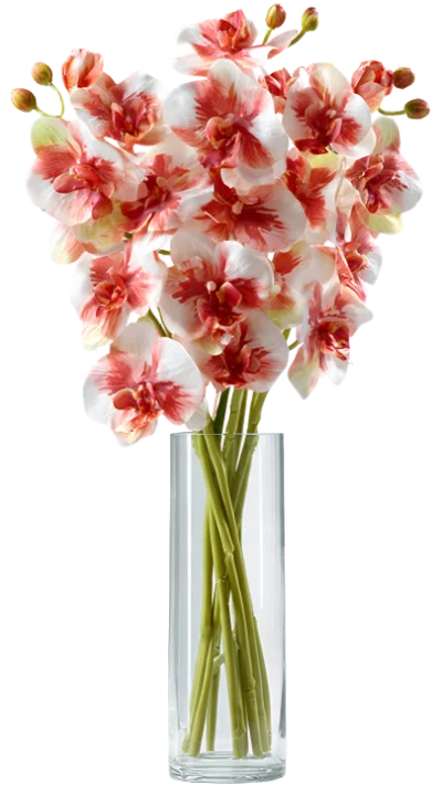 Orchid Flowers In Vase