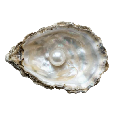 Oyster Shell With Pearl