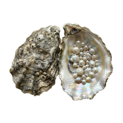 Oyster Shell With Pearls