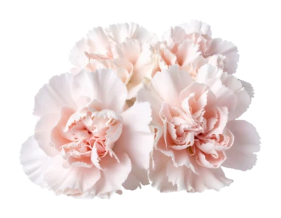Pale Pink Carnation Flowers