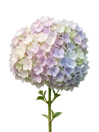 Pastel Hydrangea Flower