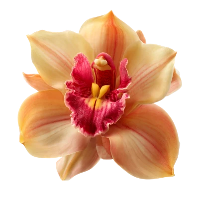 Peach Cymbidium Orchid Flower
