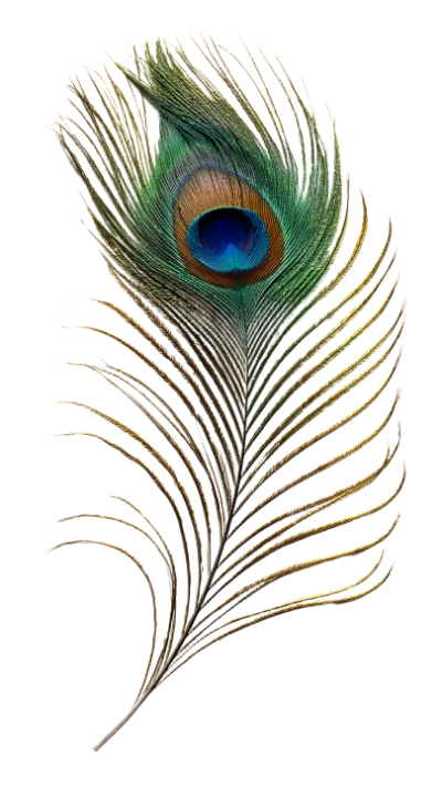 Peacock Feather