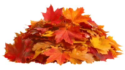 Pile Of Autumn Leaves