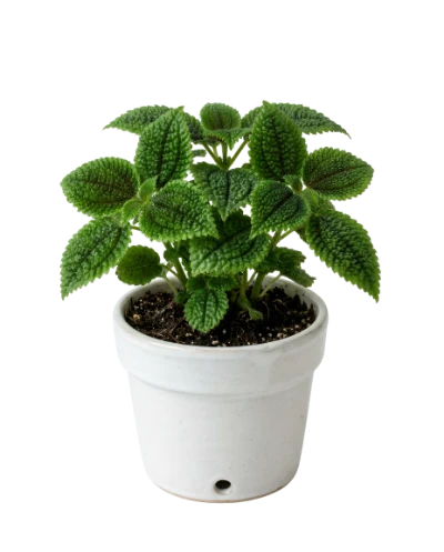 Pilea In White Pot
