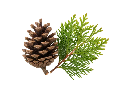Pine Cone And Cedar Branch