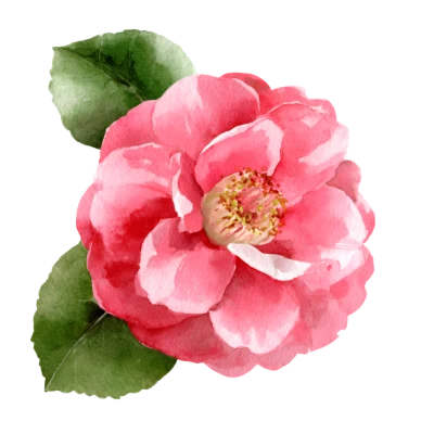 Pink Camellia Watercolor Flower