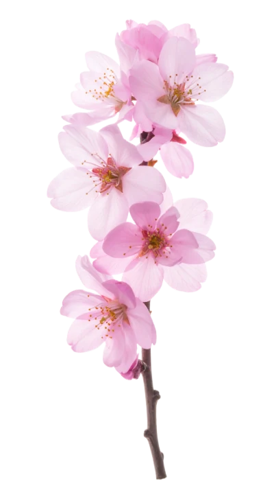Pink Cherry Blossom Branch