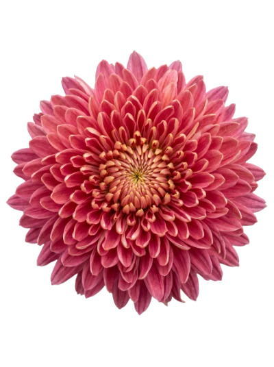 Pink Chrysanthemum Flower