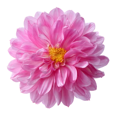 Pink Dahlia Flower