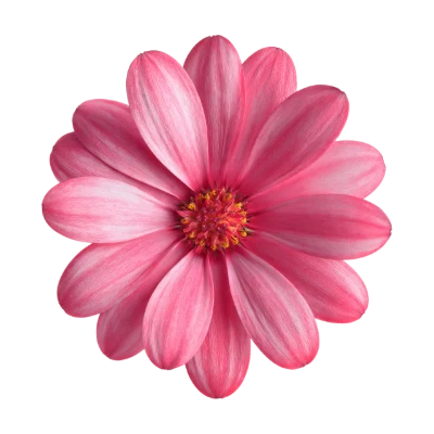Pink Daisy Flower