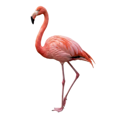 Pink Flamingo Bird