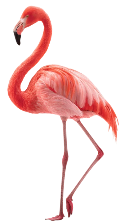 Pink Flamingo Bird