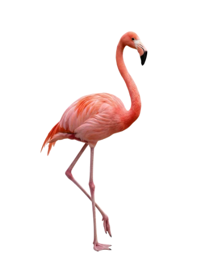 Pink Flamingo Bird