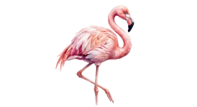 Pink Flamingo Bird