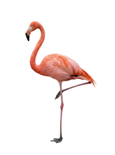 Pink Flamingo Bird