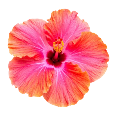 Pink Hibiscus Flower