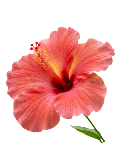 Pink Hibiscus Flower